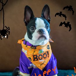 Boston Terriers from J-Orin