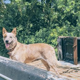 Ruby - Australian Cattle Dog