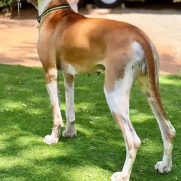 Great Danes from Mable Danes