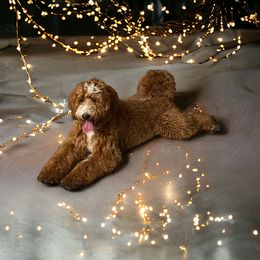 Daisy - Goldendoodle