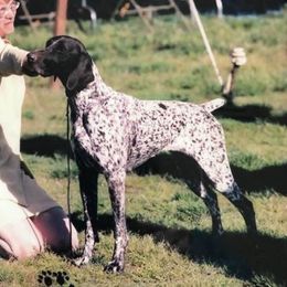 German Shorthaired Pointers from Cool River Kennel