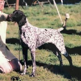 German Shorthaired Pointers from Cool River Kennel