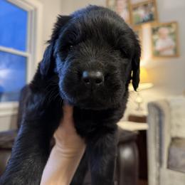 Kraken - Black male Newfoundland puppy in Brandenburg, Kentucky from Bluegrass River Newfoundlands