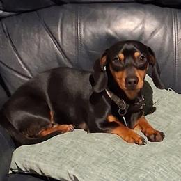 Itchy - Dachshund