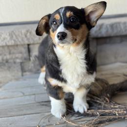 Maple-Med purple collar - Black and tan female American Corgi puppy in Benjamin, Utah from Nuna’s  Corgis