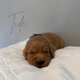 Tide - Dark golden male Golden Retriever puppy in Victorville, California from Martinez Goldens
