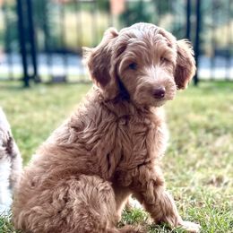 Ember - Red  female Goldendoodle puppy in Arlington, Texas from Kel's Tails Poodles & Doodles