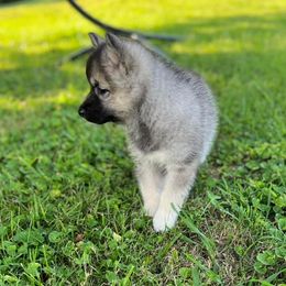 Cocker Spaniel and Siberian Husky Puppies from Blue Ridge Siberians