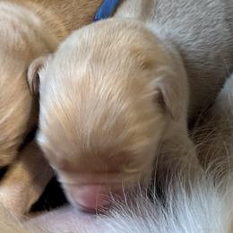 Boy 3 - Golden male Golden Retriever puppy in Oklahoma City, Oklahoma from Shire Springs Kennels