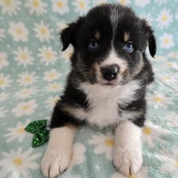 Nova - Black tri-color female Australian Shepherd puppy in Colorado from Firestone Australian Shepherds