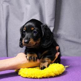 Halo - Black and tan female Dachshund puppy in Liberty, Texas from Sweetnlow Dachshund