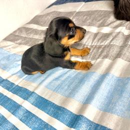 Saturn - Black and tan female Dachshund puppy in Laveen, Arizona from Acosta Kennel