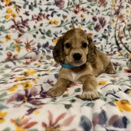 Levi AKC Cream - Cream male Dachshund puppy in Magnolia, Texas from J&R Macias Dachshunds