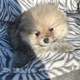 Marigold - Cream sable female Pomeranian puppy in Scio, Oregon from Mac Daddy Poms