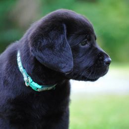 Labrador Retriever Puppies from Cove Labradors