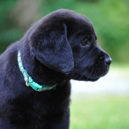 Labrador Retriever Puppies from Cove Labradors