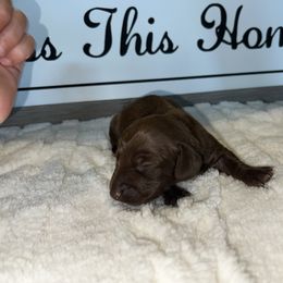 Dachshund Puppies from S7 Dachsunds