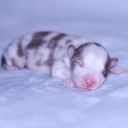 Frost - Red merle male Australian Shepherd puppy in Easton, Missouri from MMA Kennel