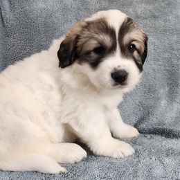 Dora - Great Pyrenees puppy from Flewelling Great Pyrenees
