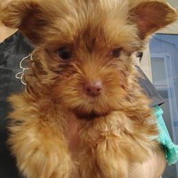 Baby Ruth - Liver female Yorkshire Terrier puppy in Pine Grove, Pennsylvania from Cathy Burns