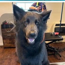 Chrome - German Shepherd