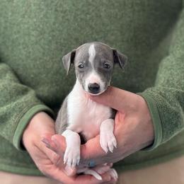 Girl 5 - Blue female Italian Greyhound puppy in Sugar Valley, Georgia from Pinnacle Farm and Kennel