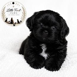 Houston - Black and white male Shih Tzu puppy in Texas from Little Foot Paws 🐾