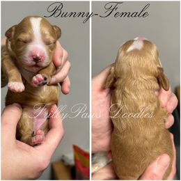 Goldendoodle Puppies from FrillyPaws Doodles