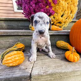 Iceman - Merle male Great Dane puppy in Climax, Michigan from Beaver Creek Danes