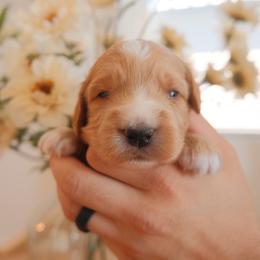 Daisy - Apricot female Goldendoodle puppy in San Tan Valley, Arizona from Golden Haven Puppies