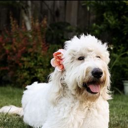 Goldendoodle puppies from Port City Doodles