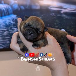 SARANG - Red female Shiba Inu puppy in Minnesota from BonsaiShibas