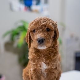 Goldendoodle Puppies from Hey Doods Doodles LLC