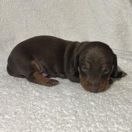 Barkley - Chocolate and tan male Dachshund puppy in Mocksville, North Carolina from The Dachs of Hazzard Dachshunds