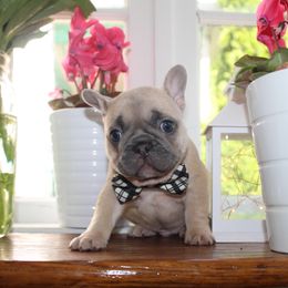 French Bulldog Puppies from 5th Avenue French Bulldogs