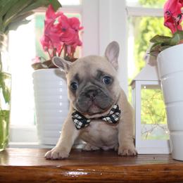 French Bulldog Puppies from 5th Avenue French Bulldogs