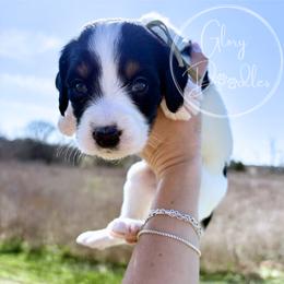 Aqua - Tri-color female Bernedoodle puppy in Rockwall, Texas from Glory Doodles