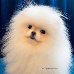 Pomeranian Puppies from Calverton Pomeranians