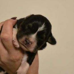 Boy 1 - Black and white male American Corgi puppy in Tallahassee, Florida from Koko's Korgis