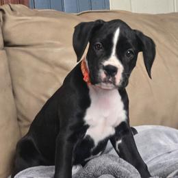 Orange Girl - Brindle female Boxer puppy in Woodstock, Virginia from Ashley Rhodes