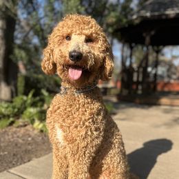 Niko - Poodle