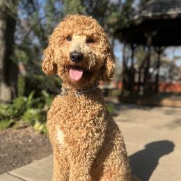 Niko - Poodle