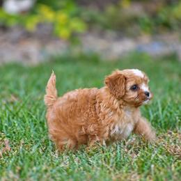 Rosie - Red female Cavapoo puppy in Narvon, Pennsylvania from Stoltzfus Family Puppies (license number 18844)