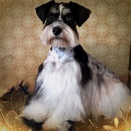 Mara - Miniature Schnauzer