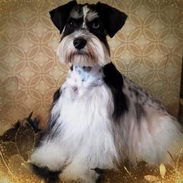 Mara - Miniature Schnauzer