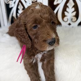 Goldendoodle and Poodle Puppies from Northern Heart Standards