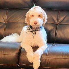 Goldendoodles from Floofadoodle's Goldendoodles