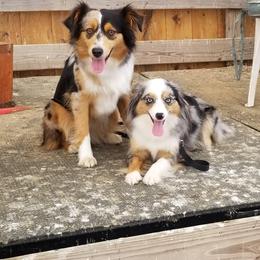 Miniature Australian Shepherd and Toy Australian Shepherd All Grown Up from Ashby Lou Aussies