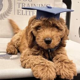 Goldendoodle Puppies from The Doodle Spot