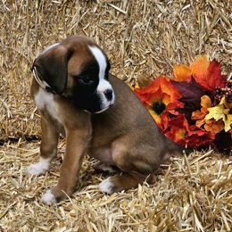 Elana - Fawn Boxer puppy in Cove, Oregon from Luna Ray Boxers